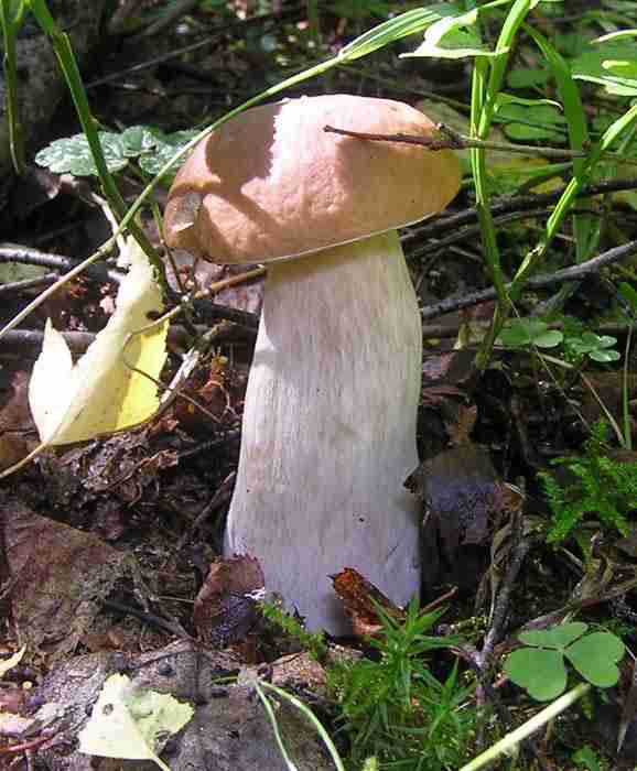  Image name: 110 Porcino.jpg 
 width: 578 pixel 
 height: 700 pixel 
 Size: 35685 bytes 
 Click to enlarge 